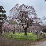 【京都桜最新2024】地下鉄沿線・洛中の桜名所パトロール☆京都御苑～京都府庁～六角堂