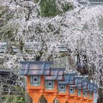 【京都桜2024】春を告げる『魁桜』が見頃に♪ 京都きっての桜の名所「平野神社」【京都花めぐり】