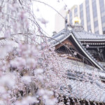 【京都桜2024】フォトスポット満載♪ 見頃の御幸桜が美しい「六角堂」【京都花めぐり】