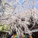 【桜スポット】烏丸御池「六角堂」で満開のしだれ桜にうっとり！
