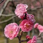 【京都山科】名勝「小野梅園」で「はねずの梅」が見頃に！小野小町ゆかりの『隨心院』