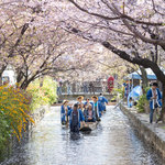 今年も桜満開！☆高瀬川桜まつり4/6(土)、7(日）開催！【立誠ガーデンヒューリック京都】