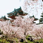 【京都桜スポット】雅やかな桜を愛でるなら「平安神宮」がおすすめ！
