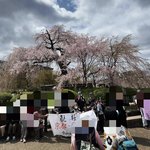 【京都桜最新2024】見ごろ迎え茶屋やお化け屋敷も☆八坂神社～円山公園・祇園枝垂桜