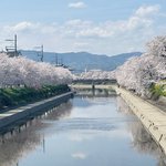 【京都】知る人ぞ知る『穴場桜』スポット！難読地名として有名なスポット「東一口」
