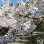 【桜情報】嵯峨野「清凉寺」で桜が満開☆風流な「篠笛」の音色も