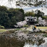 【京都桜最新2024】ピーク過ぎ散り始めの山科穴場☆勧修寺～大石神社～本願寺山科別院