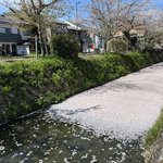 【京都絶景】年に数日のみ、桜の絨毯は圧巻な美しさ「哲学の道 花筏（はないかだ）」