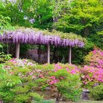 しだれ梅だけじゃない！洛南・城南宮の初夏はツツジと藤が彩ります！