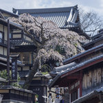 【京都】産寧坂のしだれ桜が倒木　今まで素敵な景色をありがとう