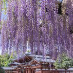 【京都】砂ずりの藤が美しい 京都屈指の藤の名所「世界遺産 平等院」【京都花めぐり】