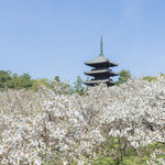 【京都桜 振り返り2024】京都を代表する遅咲き品種 「御室桜」今年も美しく咲き誇りました「世界遺産 仁和寺」
