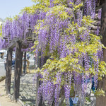 【京都】5年ぶりに公開！ 120メートルの藤棚が見どころ「鳥羽の藤」【京都花めぐり】