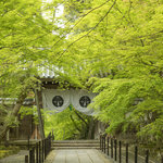 【京都】長岡京市屈指の紅葉名所、新緑の青もみじも爽やかです「長岡京 光明寺」