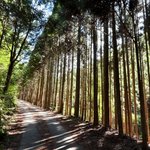 【京都一周トレイル⑥】穴場絶景発見の北山西部コース！叡電鞍馬～氷室～京見峠～高雄☆