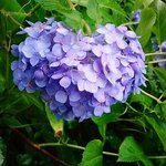 【2024年】京都でゆったりと紫陽花を見るならここ！おすすめの紫陽花スポットを紹介