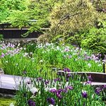 【2024京都初夏の花】南禅寺別荘エリアの花菖蒲が密かに満開☆穴場庭園「野村碧雲荘」