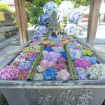 【京都あじさい】花手水の美しさは健在！人気の花階段は龍をイメージ「楊谷寺」【京都花めぐり】