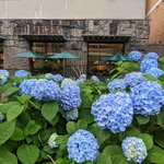 【京都カフェ】紫陽花を眺めながら... 洗練された老舗ベーカリーのカフェ「進々堂御池店」