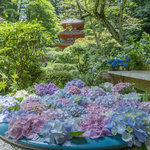 【京都あじさい】癒しの花の寺　5000株の紫陽花が美しい「岩船寺」【京都花めぐり】