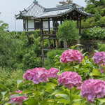 【京都あじさい】色とりどりの紫陽花が美しい。天空の紫陽花名所「善峯寺」【京都花めぐり】