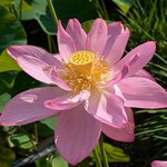 【京都】“花の寺”として有名な法金剛院で蓮の花を楽しむ「観蓮会」が開催