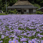 【京都秘境】唯一無二の絶景! 癒しの紫のじゅうたん「北山友禅菊」鑑賞ツアーに参加してきました♪