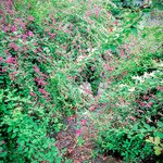 【2024】京都で可愛い"萩の花"が見られるおすすめ４スポットを紹介！