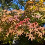 【京都紅葉】高雄山の古刹　紅葉の名所「神護寺」の秋色をチェック