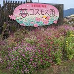 【京都コスモス】閉園前のお楽しみ♪来場者限定のコスモス無料摘み取り体験「亀岡夢コスモス園」