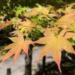 【京都紅葉】嵯峨野の紅葉を占うカラーガイド！「清凉寺」の秋色をご報告