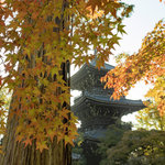 【京都紅葉散策2024】色付き始めた紅葉の名所　真如堂／金戒光明寺／栄摂院