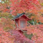 【京都紅葉散策2024】見頃を迎えた紅葉名所「鍬山神社」【亀岡市】