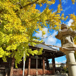 【2024京都紅葉最新】黄金の大銀杏がまさに見頃！豊臣秀吉や俵屋宗達ゆかり「頂妙寺」