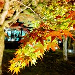 【京都紅葉ライトアップ】夜間特別拝観で紅葉の『東福寺』を堪能！