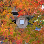 【京都紅葉】紫野『今宮神社』で紅錦の紅葉が見頃！