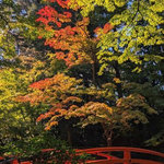 【京都紅葉】12/15まで公開延長！北野天満宮『史跡御土居のもみじ苑』