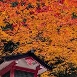 【京都紅葉】修学院の隠れた紅葉の名所「鷺森神社」で紅葉が見頃