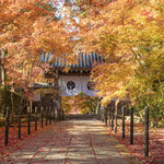 【京都】名残の紅葉が美しい 晩秋の紅葉名所「光明寺」【長岡京市】