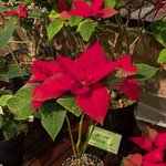クリスマスムードを先取り！京都府立植物園でポインセチア展が開催