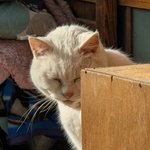【京都にゃんこ寺】「猫の日（2/22）」に是非とも訪れたい猫寺・梅宮大社をご紹介