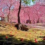京都に春の訪れを告げる梅の名所　【城南宮】しだれ梅と椿の絶景！
