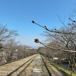 【京都桜最新2025】人気桜名所の開花パトロール☆南禅寺～蹴上インクライン～哲学の道、他