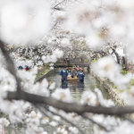 今年も桜満開に！☆高瀬川桜まつり4/5(土）・6(日）開催！【立誠ガーデンヒューリック京都】