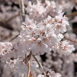 【京都桜名所】仔カモの引っ越しで有名な日蓮本宗の大本山『要法寺』で紅枝垂れ桜が見頃に
