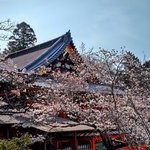 【京都桜スポット】春爛漫！山科・毘沙門堂に咲くしだれ桜