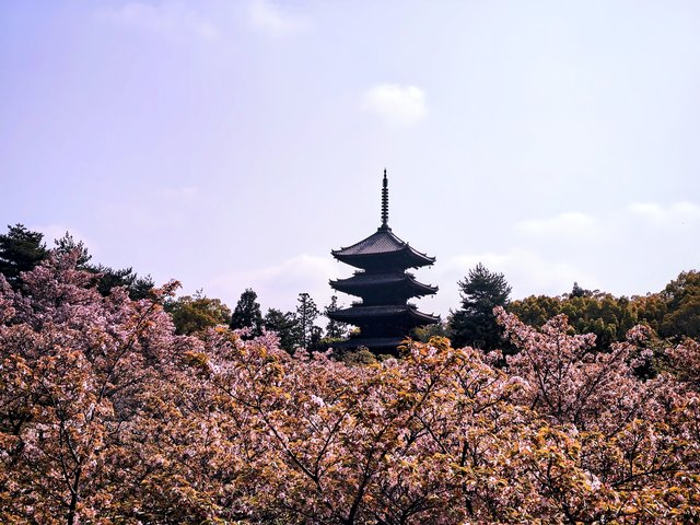 京都の名所、御室「仁和寺」で雅やかなひととき - Kyotopi [キョウトピ
