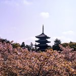京都の名所、御室「仁和寺」で雅やかなひととき