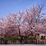 【京都桜スポット】京都駅から徒歩圏内、境内が桜色に染まる「六孫王神社」