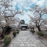 【京都桜最新2025】桜吹雪を静かに楽しめる穴場！地元民御用達名所「本願寺山科別院」
